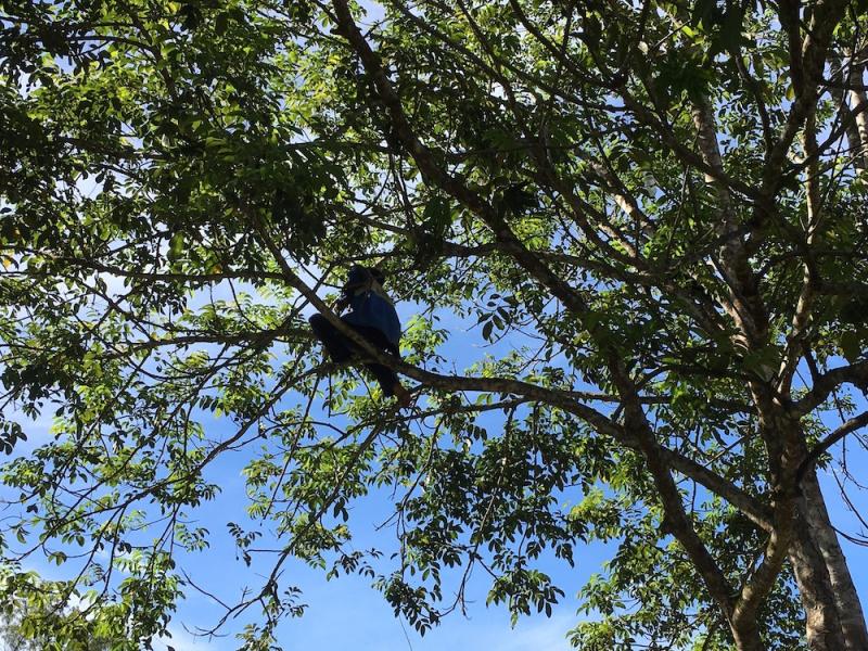 Hái trám thuê ở Hà Tĩnh: nghề độc đáo, cứ trèo lên cây là thu tiền triệu mỗi ngày